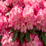 Рододендрон Фантастика "Fantastica" 2л