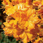 Рододендрон Голден Лайтс "Golden Lights" 2л