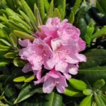 Рододендрон Сцинтиллейшн "Scintillation" 2л