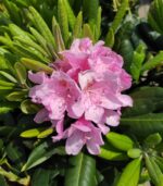 Рододендрон Хельсинки Юниверсити 2 л