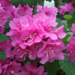 Рододендрон Каролинский П.Ж.М. Элит "P.J.M. Elite" d9-10