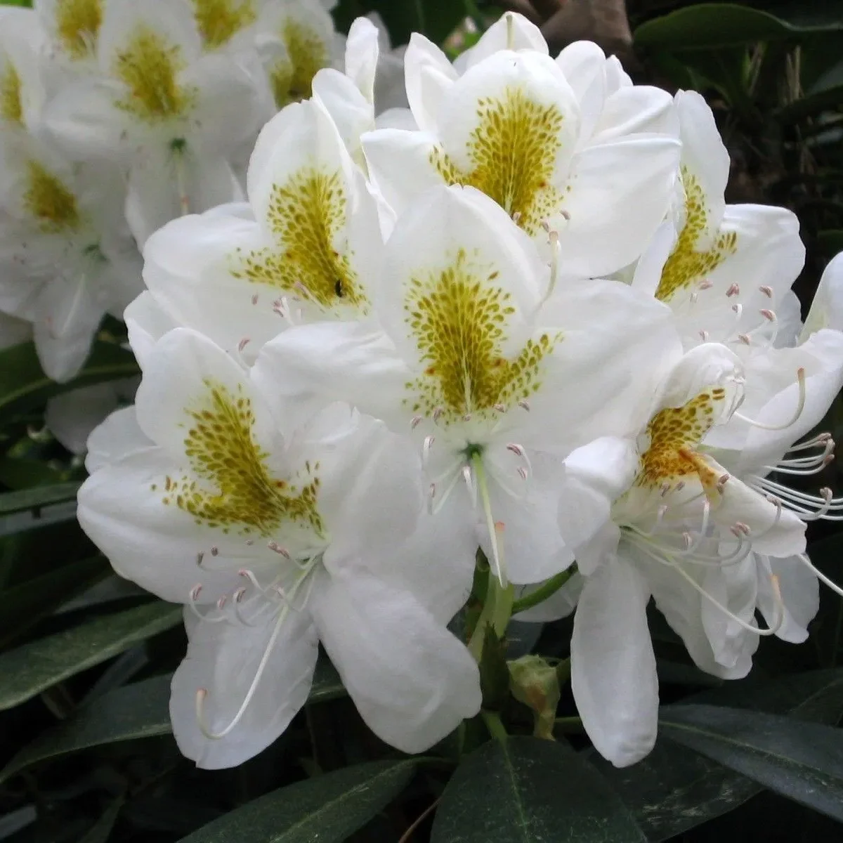 Рододендрон Катевбинский Альбум Album Рододендрон Катевбинский Альбум "Album" d9-10 — изображение 1