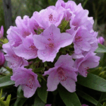 Рододендрон Катевбинский Грандифлорум "Catawbiense Grandiflorum" 2л