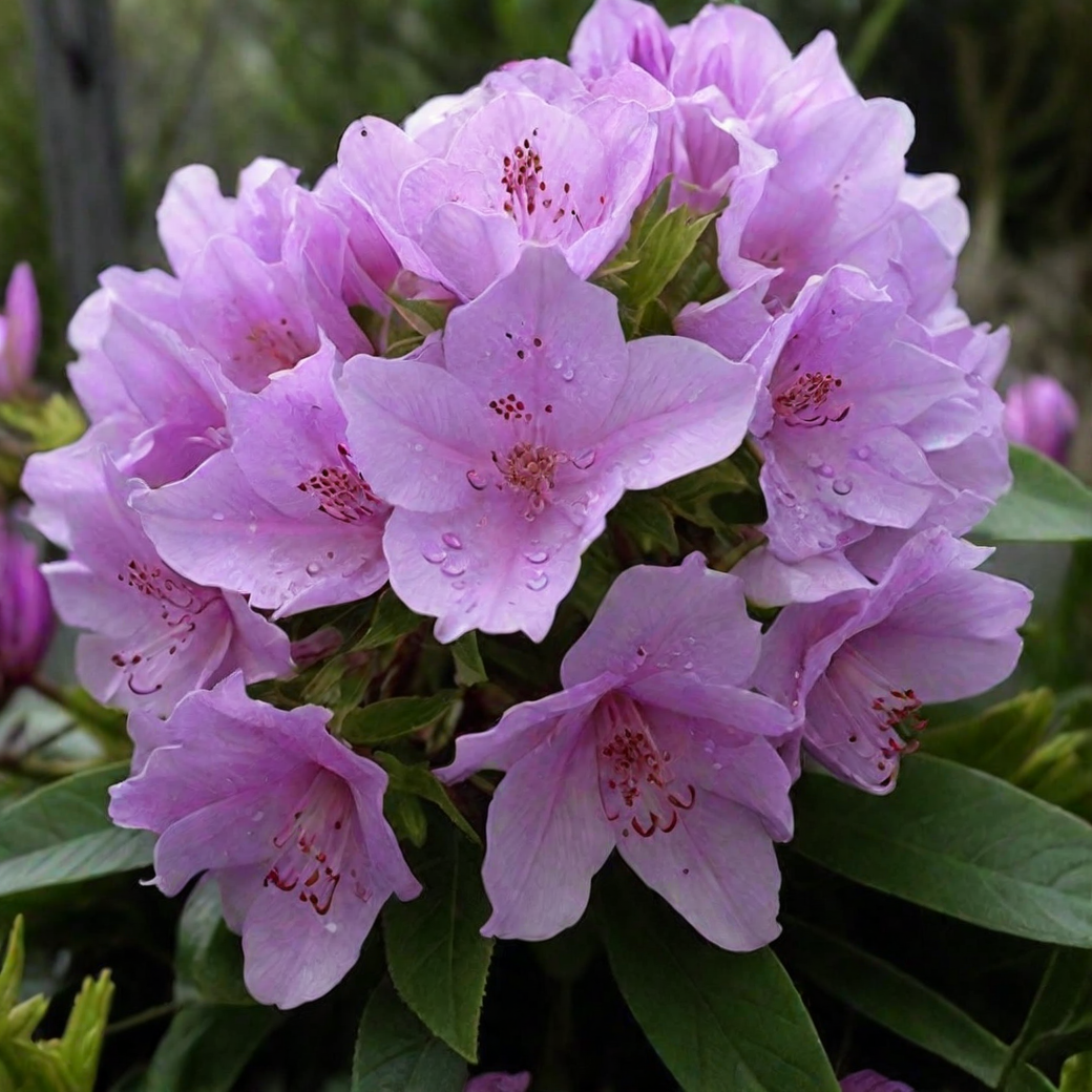 Рододендрон Катевбинский Грандифлорум Catawbiense Grandiflorum Рододендрон Катевбинский Грандифлорум "Catawbiense Grandiflorum" 2л — изображение 1