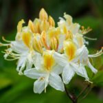 Рододендрон Норзерн Хайлайтс "Northern Hi-Lights" 2л