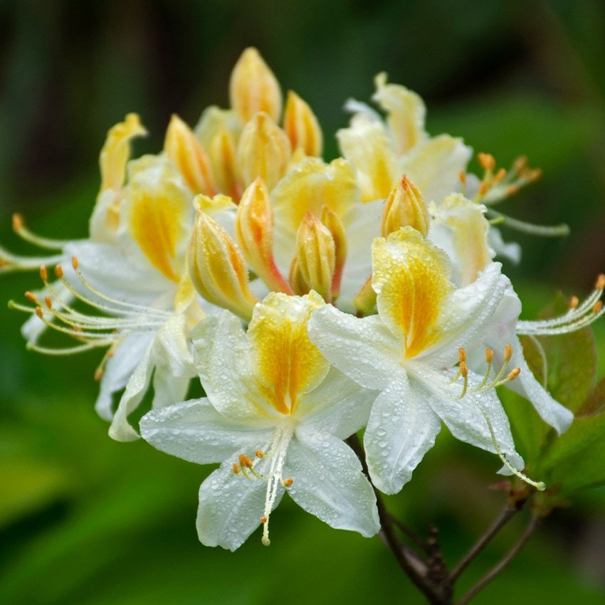Рододендрон Норзерн Хайлайтс Northern Hi-Lights Рододендрон Норзерн Хайлайтс "Northern Hi-Lights" 2л — изображение 1