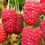 Малина ремонтантная Гигант московский 2 л