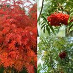 Рябина микс 3,5л