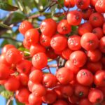 Рябина обыкновенная Вкусная 7л