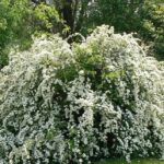 Спирея Вангутта 3,5л