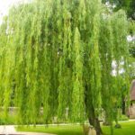 Ива плакучая 2л