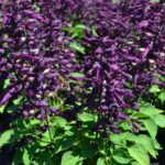 Шалфей (Сальвия) микс, фиолетовый d17