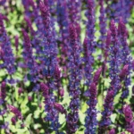 Шалфей (Сальвия) Сальватор Блю "Salvatore Blue" d12