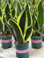 Сансевиерия d12 — изображение 5