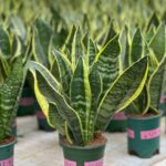 Сансевиерия d12