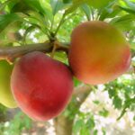 Шарафуга 10-11 л