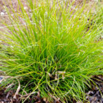 Осока Корневищная d12