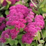 Седум (Очиток) Мистер Гудбуд (Гудбад) d12