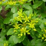 Седум (Очиток) Сельского Спирит d12