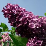 Сирень Прохоровка "Prohorovka" 3л