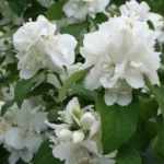 Чубушник Снежный шторм (Сноу Глоб) 2л