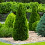 Туя западная Смарагд d35