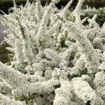 Спирея серая 3,5л