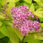 Спирея Голдмаунд 3,5л