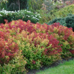 Спирея японская Макрофилла d9