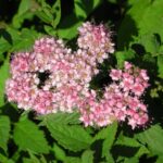 Спирея японская Нана "Nana" 2л