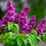 Сирень Дмитрий Менделеев "Dmitriy Mendeleev" d9-10