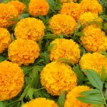 Тагетес Бархатцы ПРЯМОСТОЯЧИЕ кассета 15ячеек
