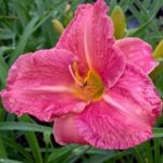 Лилейник Роузи Ретёрнс (Ритернз, Ритерна)  d17