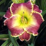 Лилейник Тундеринг Овашн "Thundering Ovation" d17