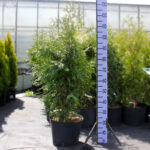 Туя западная Смарагд d28