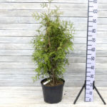 Туя западная Брабант 7л