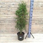 Туя западная Брабант 10л