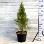 Туя западная Смарагд высота 90-100см (7л) d26