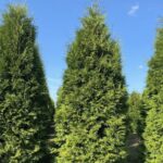 Туя западная Брабант d19