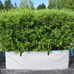 Кизильник блестящий БЖИ (блок живой изгороди) 100*24*34