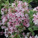 Вейгела цветущая Меджик Фентези "Magic Fantasy" 2л