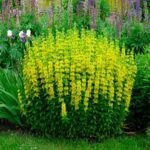 Лизимахия (Вербейник точечный) горшок d17