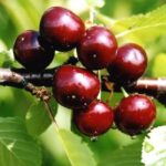 Черевишня (дюк) Чудо-вишня 15л