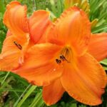 Лилейник Мауна Лоа d17