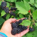 Ежевика Каддо (Кеддо) "Саddo" d12