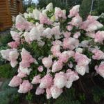 Гортензия метельчатая Литл Фрайз "Little Fraise" 3л