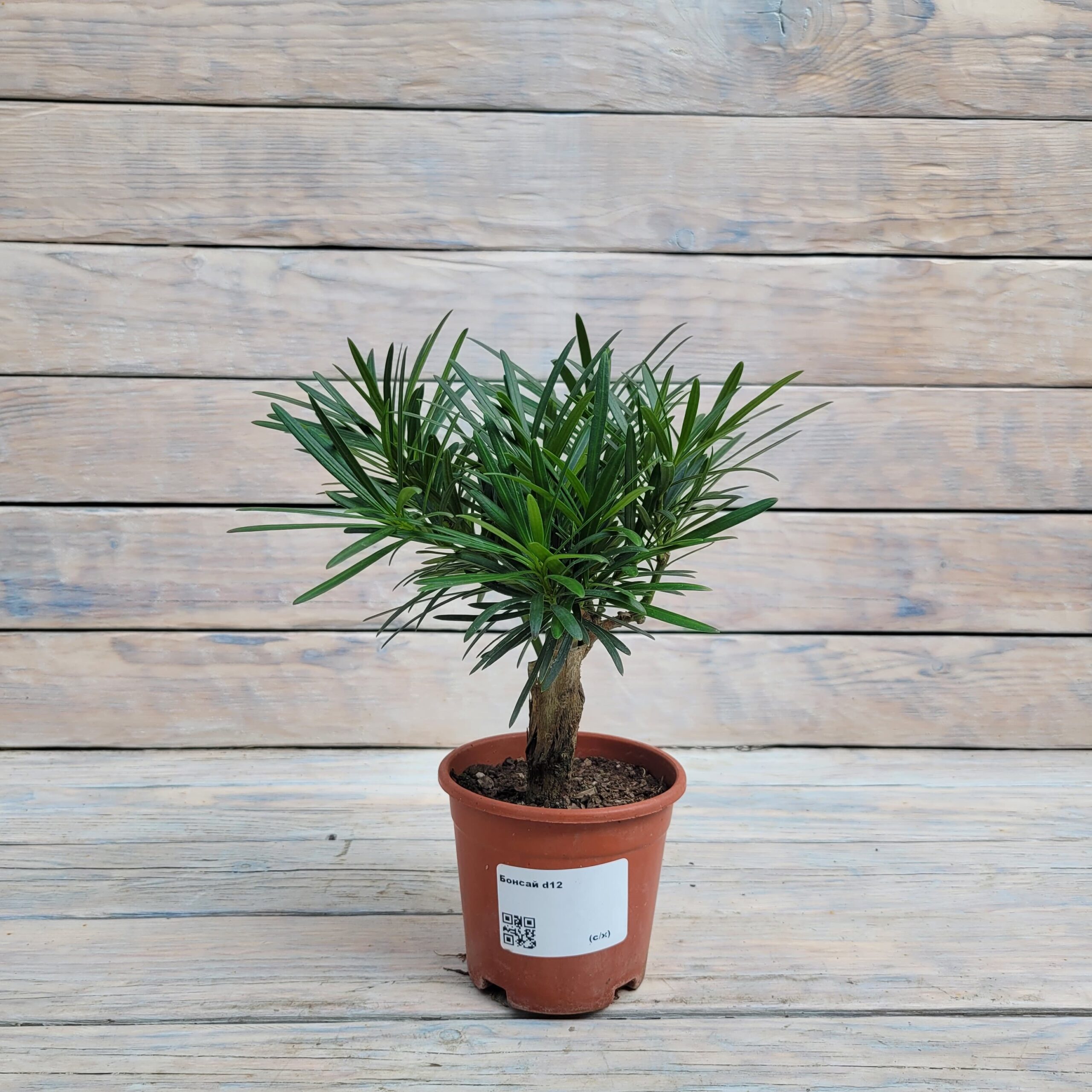 WhatsApp Image 2025-07-09 at 16.42.14 (1) Бонсай d12 — изображение 1