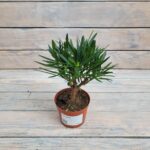 Бонсай d9 — изображение 2