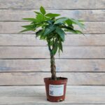 Пахира Макрокарпа d11