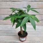 Пахира Макрокарпа d11 — изображение 2